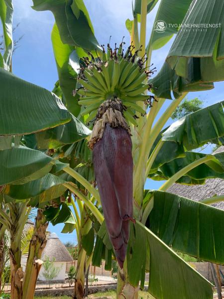 Zaria resort Zanzibar - dovolenkový prenájom bungalovu so záhradou pre dve osoby D07