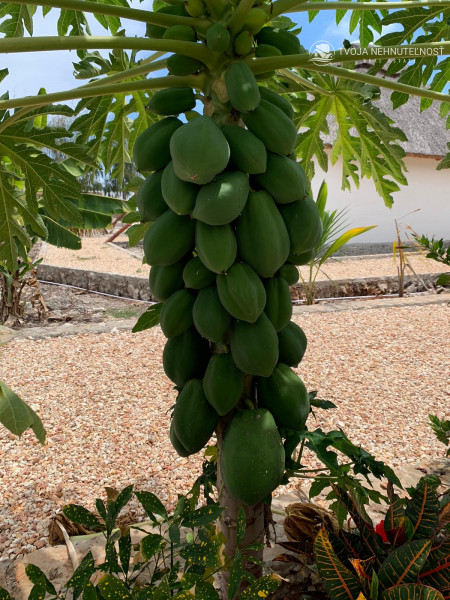 Zaria resort Zanzibar - dovolenkový prenájom bungalovu so záhradou pre dve osoby D07